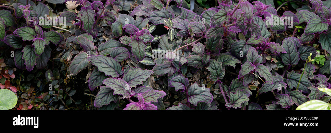 Purple leaves of Gynura aurantiaca, originally from the mountain forests of the island of Java, close-up Stock Photo