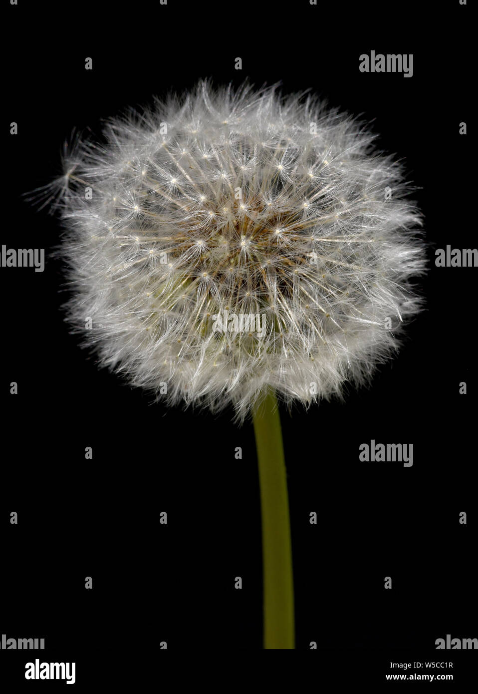 Pusteblume, Samen, Loewenzahn Stock Photo