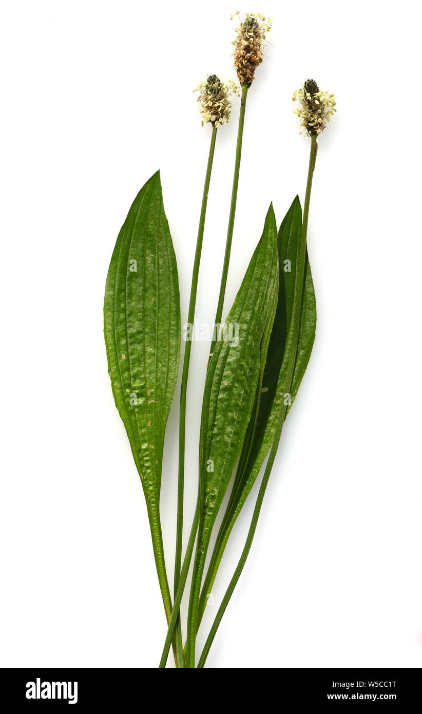 Spitzwegerich, Plantago, lanceolata Stock Photo