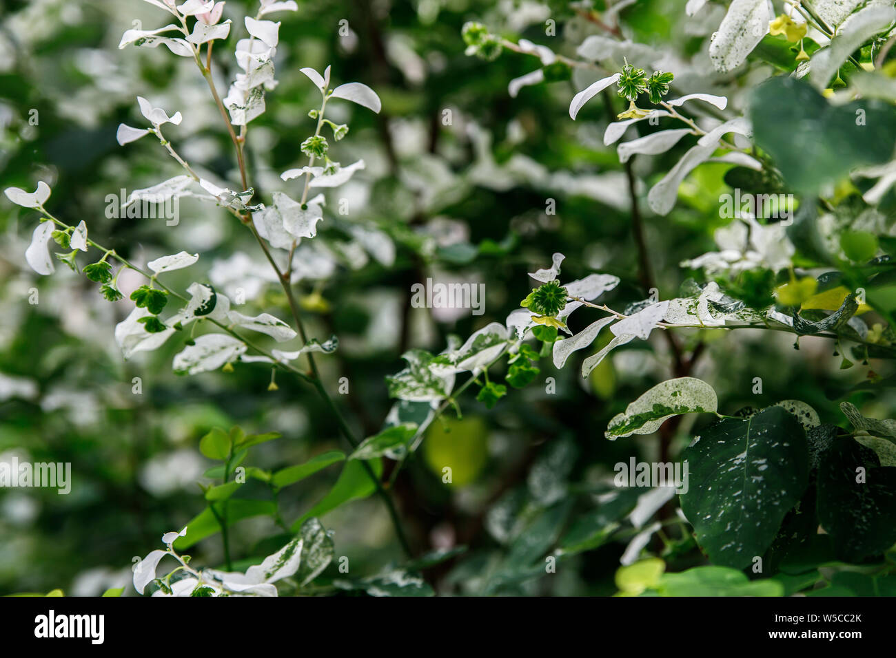 Dwarf Snowbush, Breynia disticha, Euphorbiaceae, ornamental shrub with multicolored green, pink and white leaves, originally from Pacific Islands. Stock Photo