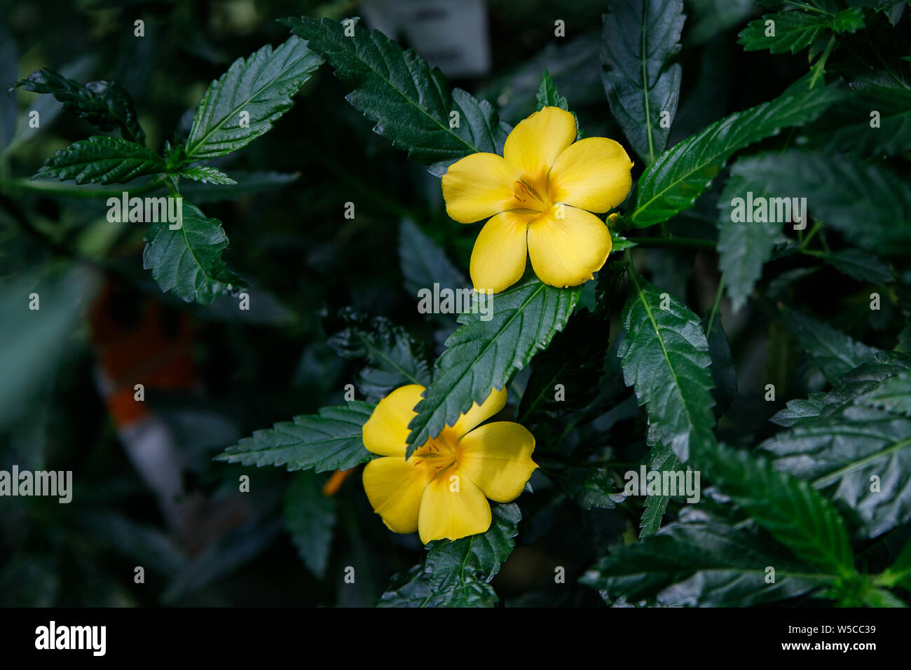 Exotic tropical flower Turnera ulmifolia, rhombic dashalong, yellow alder flower Stock Photo