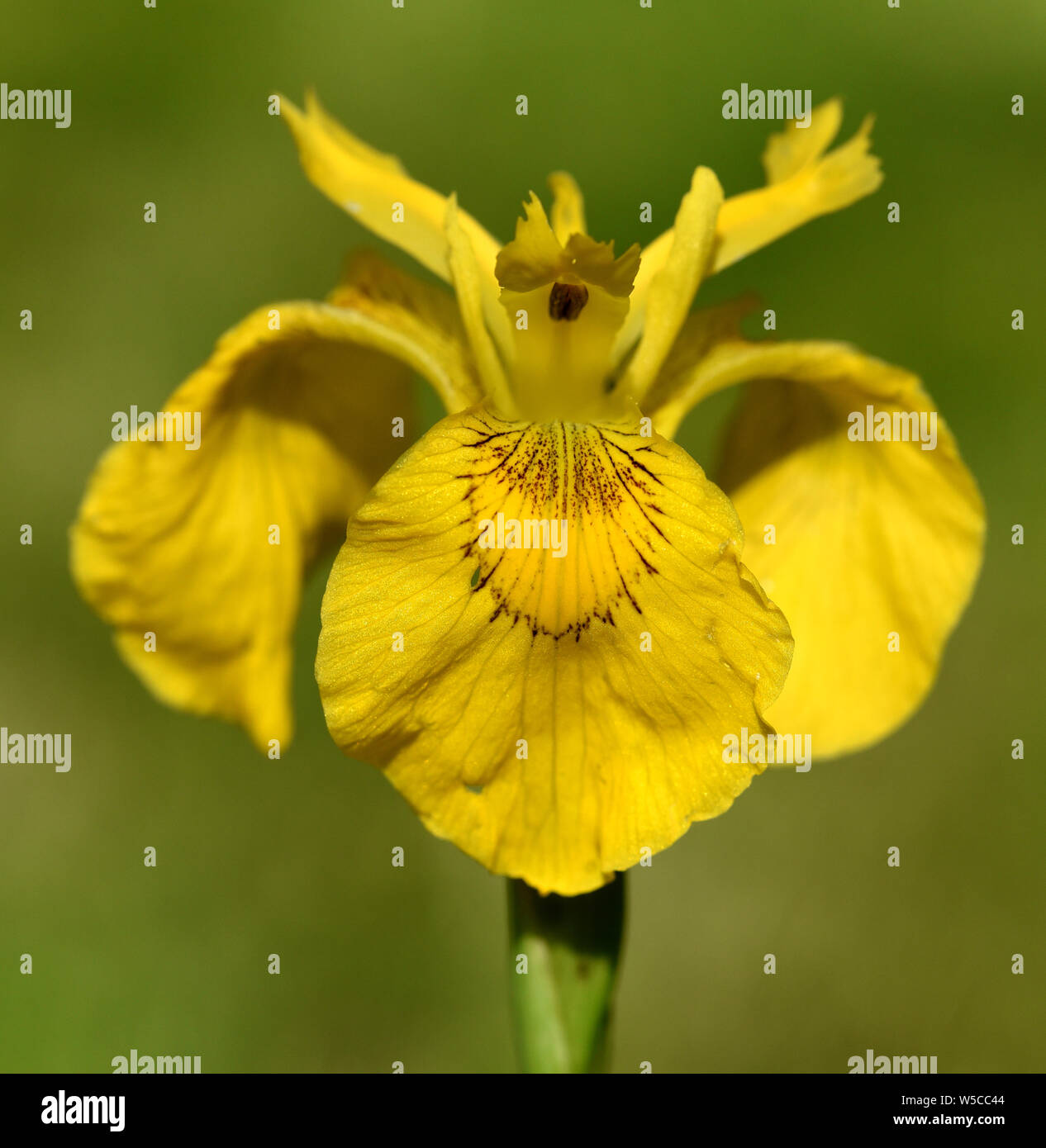 Sumpfschwertlilie, Iris, pseudacorus Stock Photo - Alamy
