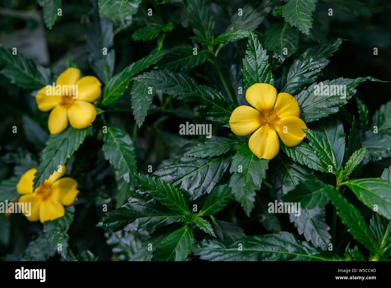 Exotic tropical flower Turnera ulmifolia, rhombic dashalong, yellow alder flower Stock Photo