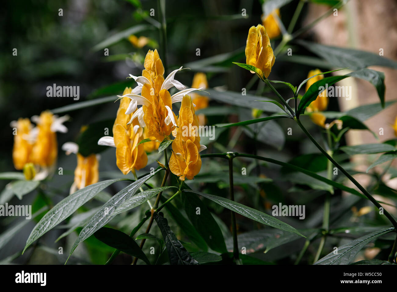 Closeup Lollipop Flower Plants Pachystachys lutea , Acanthaceae. Yellow