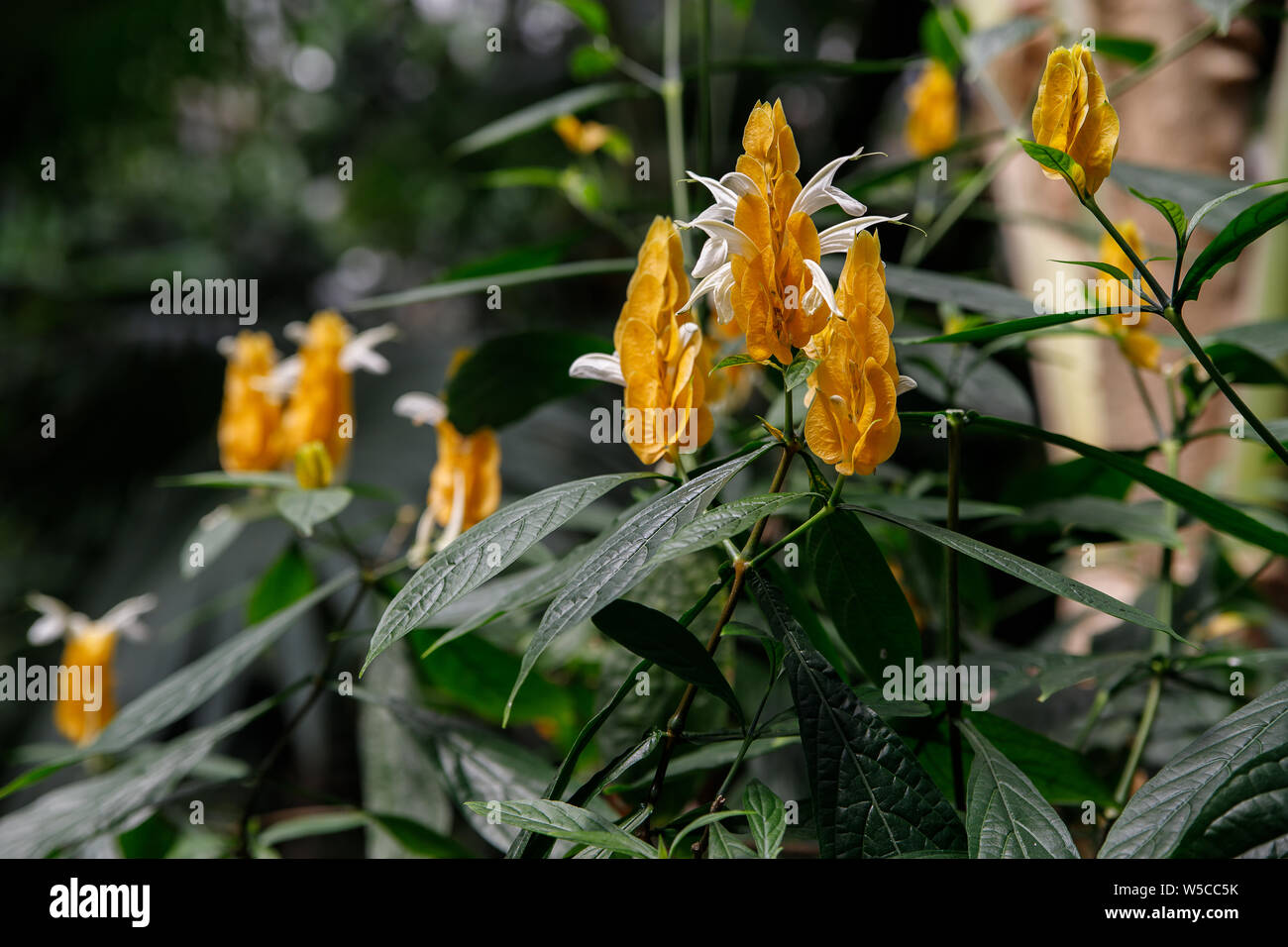 Closeup Lollipop Flower Plants Pachystachys lutea , Acanthaceae. Yellow ...