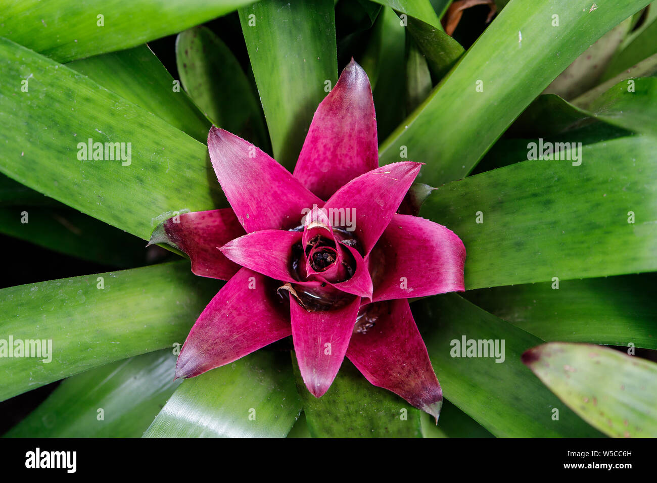 Red Bromeliad tropical plant colorful flower blooming in spring season