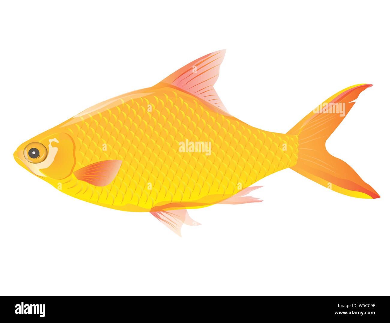freshwater fish vector design Stock Photo - Alamy