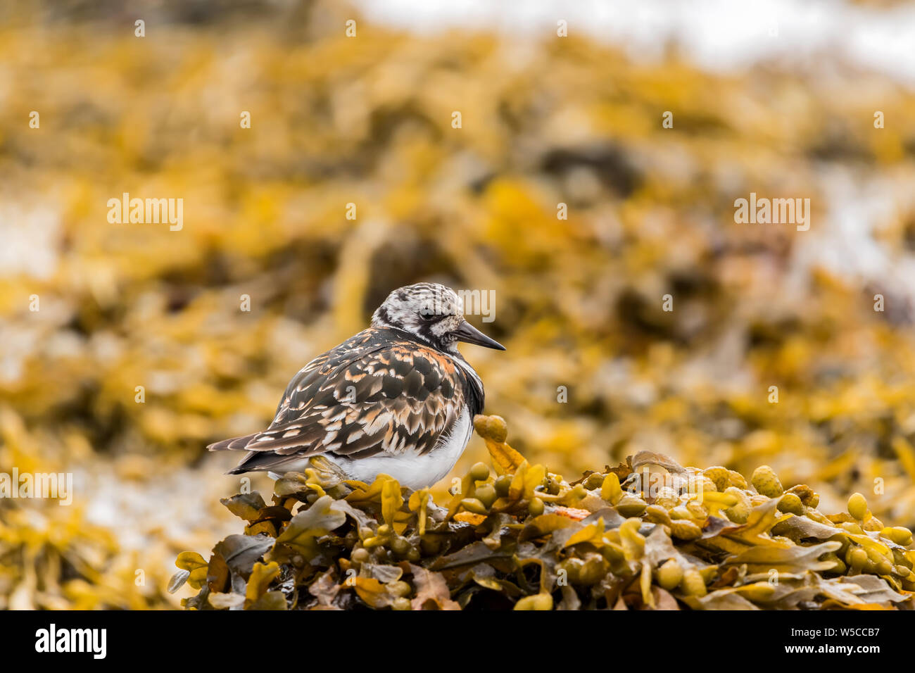 The ruddy turnstone is a small wading bird, one of two species of turnstone in the genus Arenaria. The scientific name is from Latin. Stock Photo