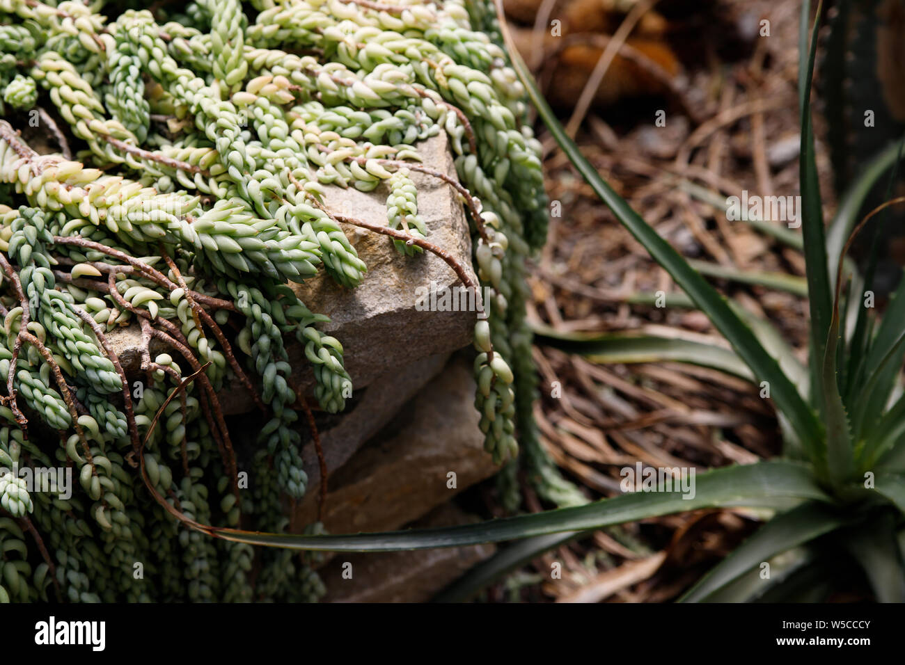 Sedum morganianum is a species of flowering plant in the family Crassulaceae, native to southern Mexico and Honduras. Stock Photo