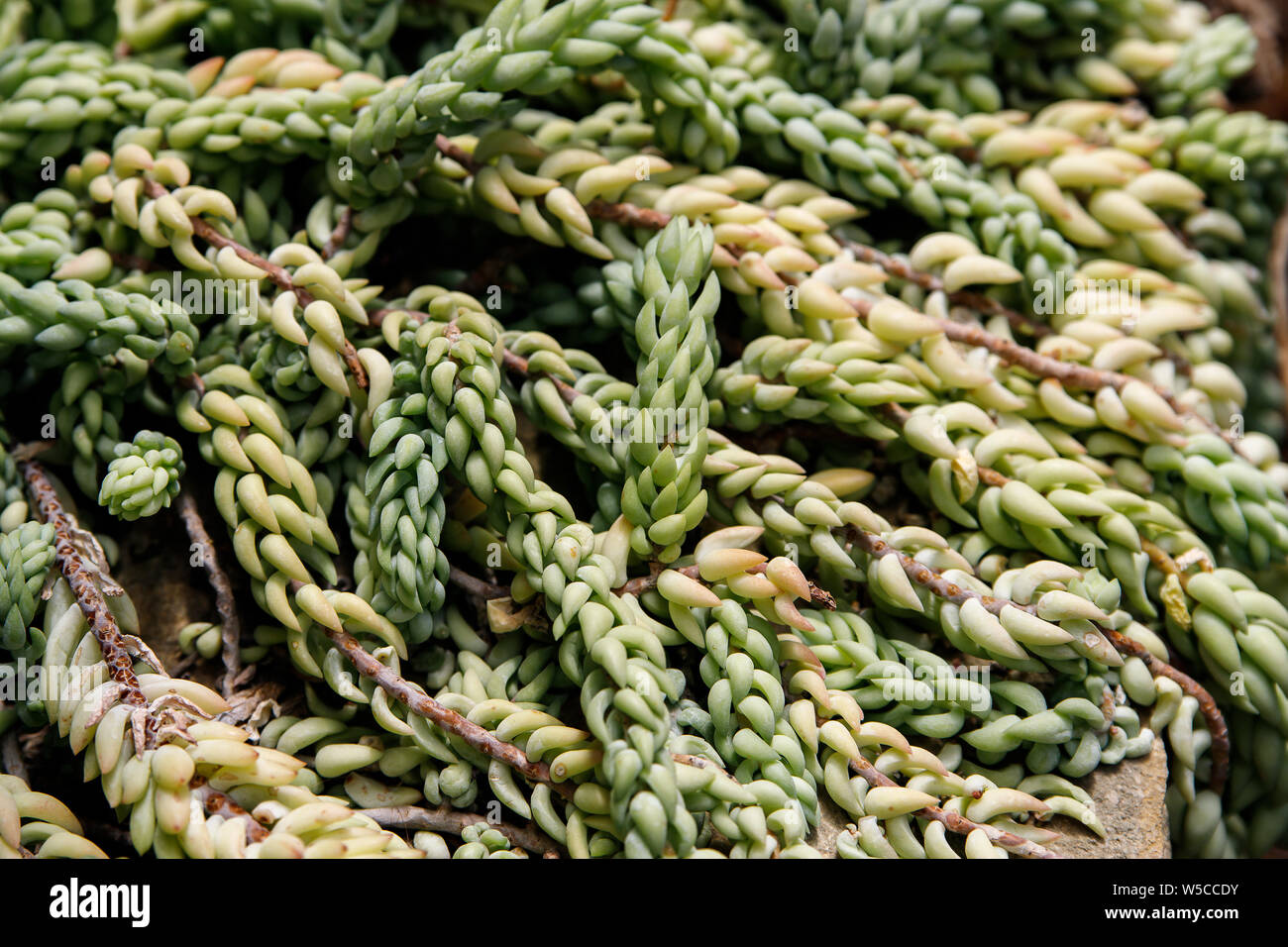 Sedum morganianum is a species of flowering plant in the family Crassulaceae, native to southern Mexico and Honduras. Stock Photo