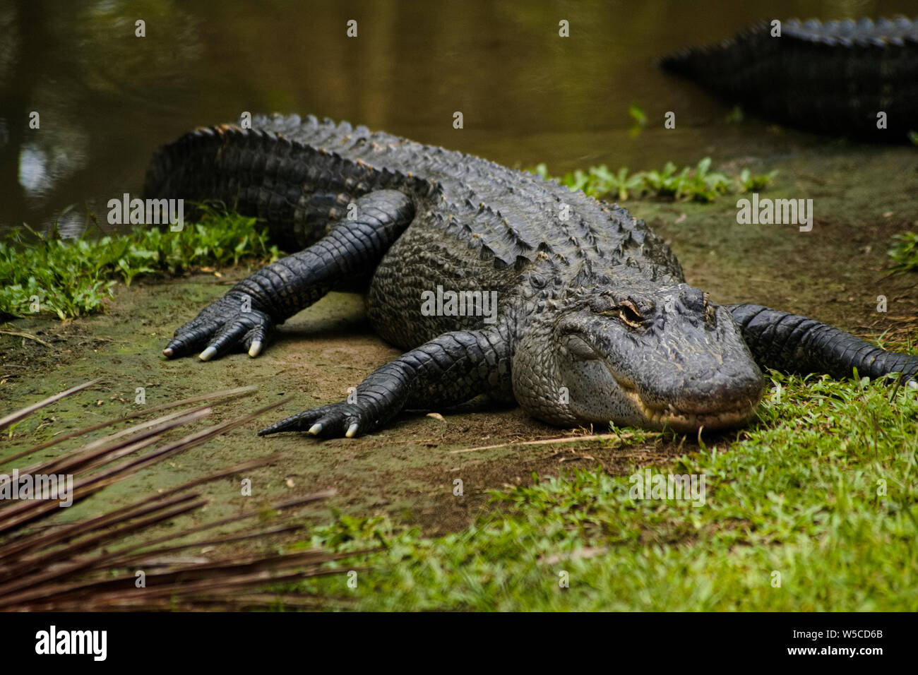 Nile Crocodile – Ivory – Himalayan