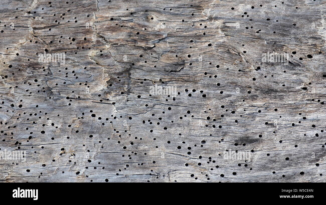 Old borer holes on a driftwood log Stock Photo