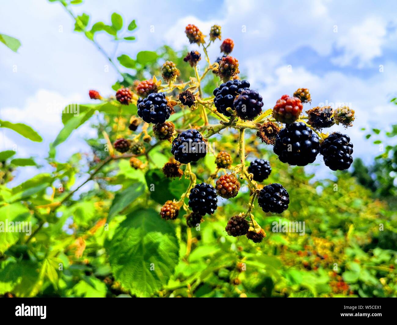 Thorn bush blackberry thorn hires stock photography and images Alamy