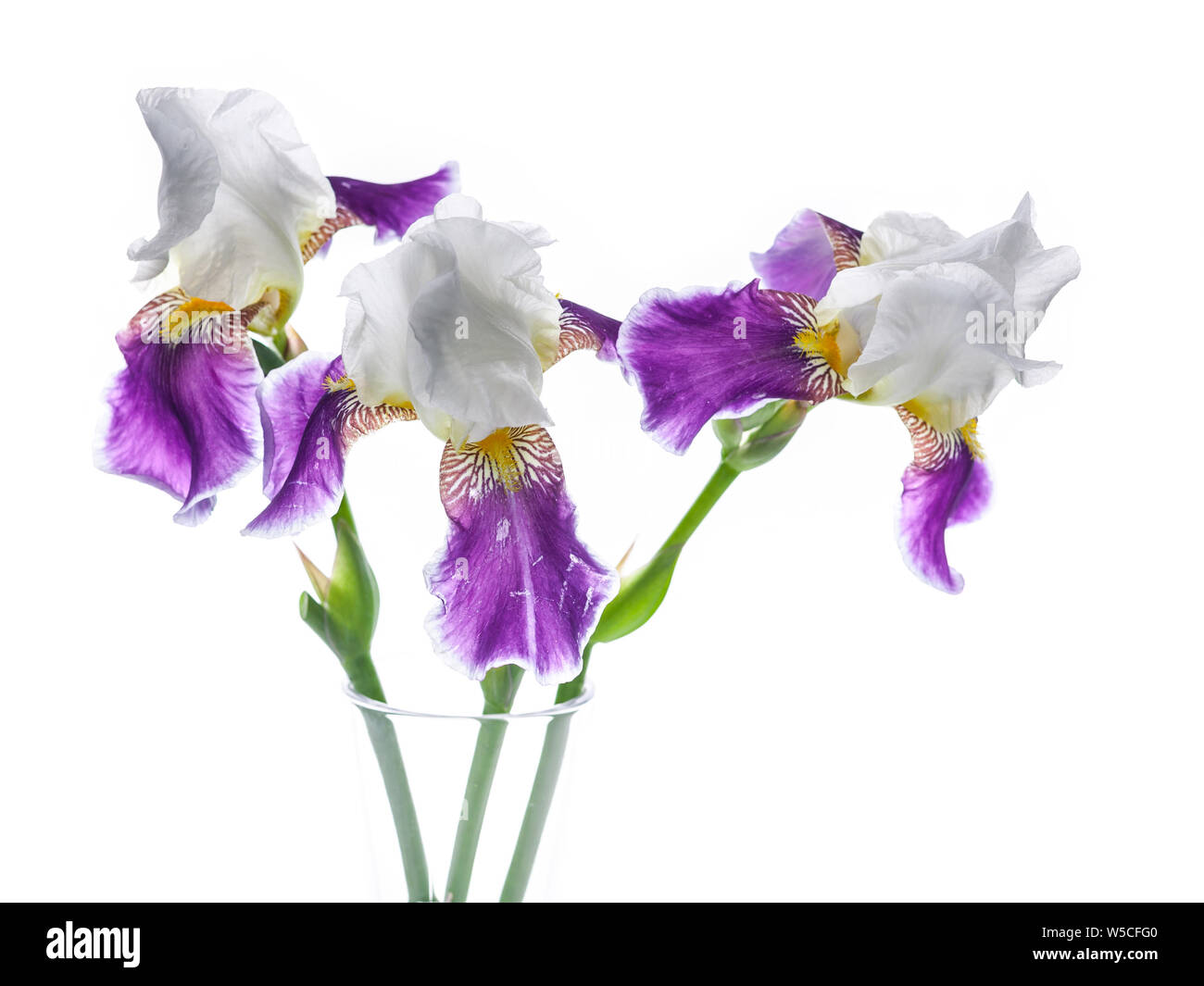 Bouquet of three irises in a glass vase on a white background. Isolated object Stock Photo