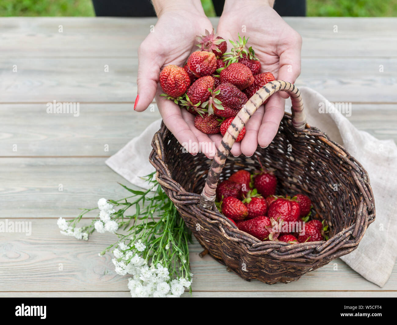 Women hands hold ripe strawberries. Strawberries in a basket. Summer food composition on a wooden table. Stock Photo