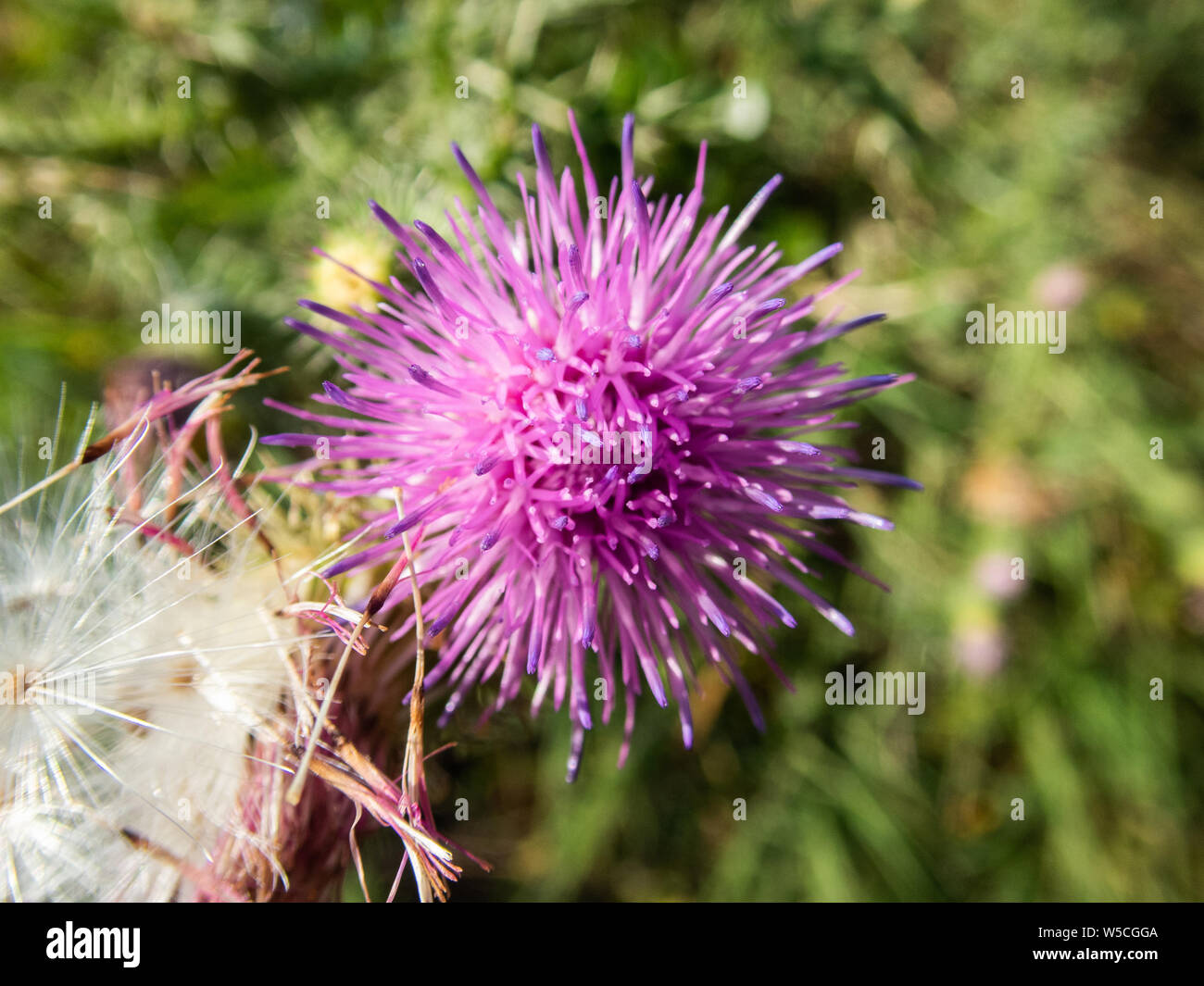 Macro photo of a pink Cirisium Vulgare flower shows every little detail of it Stock Photo