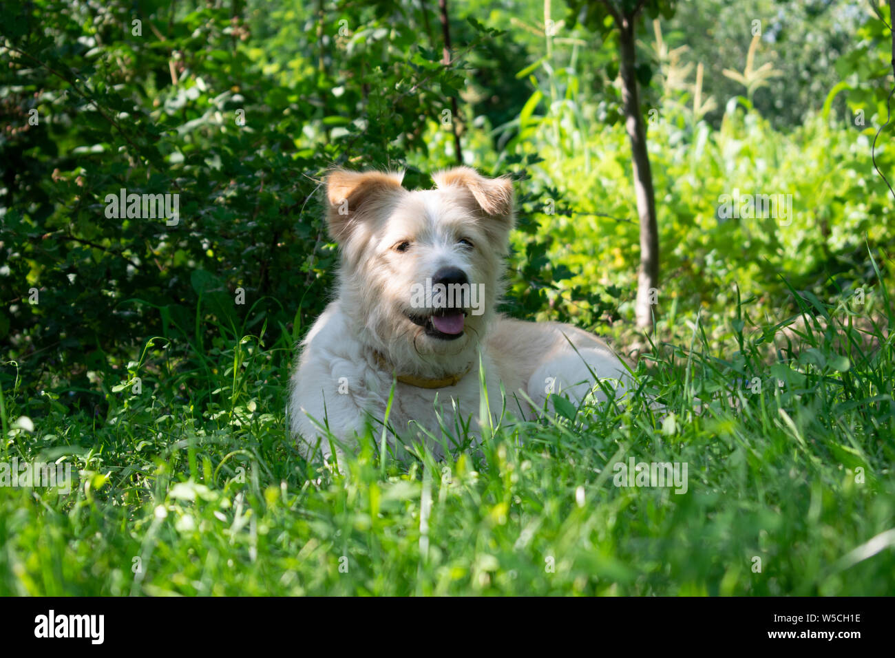 Cute white dog standing in the grass Stock Photo - Alamy