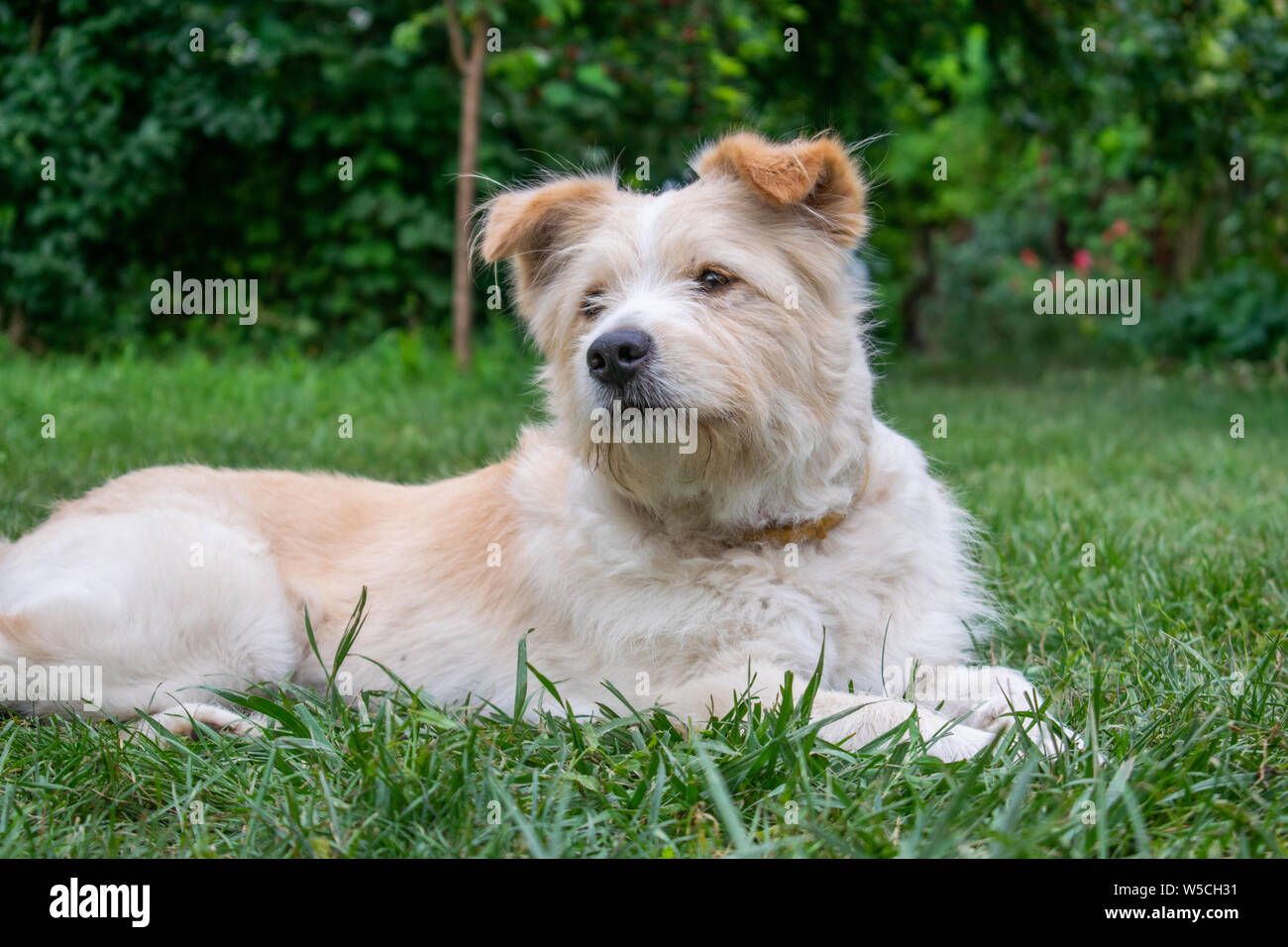 Cute white dog standing in the grass Stock Photo - Alamy