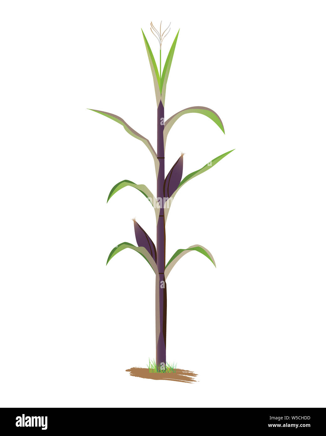 isolated Corn plant on white background vector design Stock Photo - Alamy
