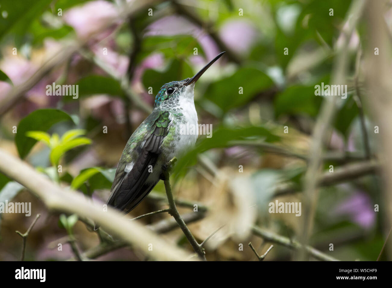 crowned woodnymph sitting in subtropical rain forest that covers the western slopes of the Andes at Alambi hummingird's paradise in Ecuador. Stock Photo
