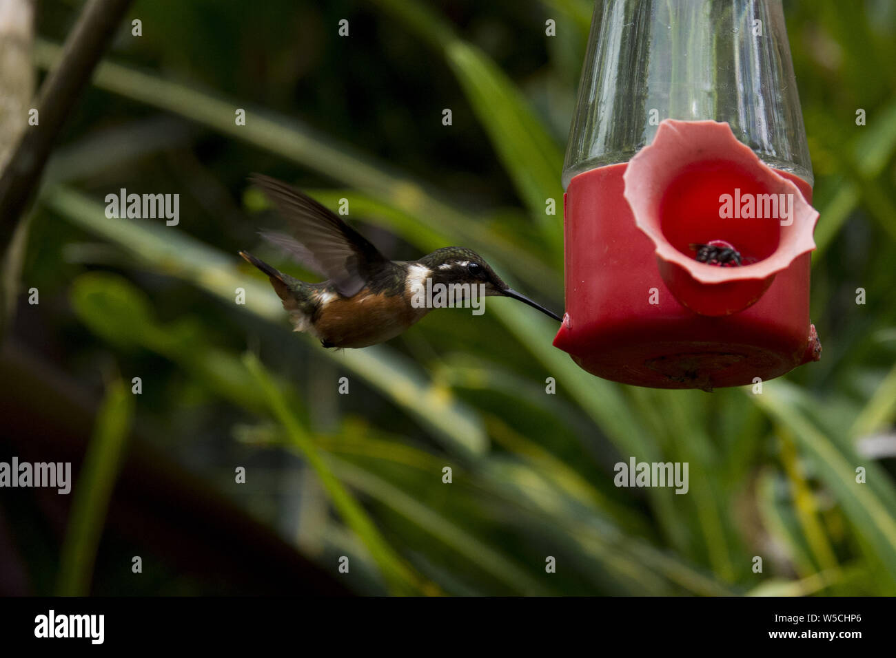 Purpur Throated Woodstar Sucking On A Red Feeder In Subtropical