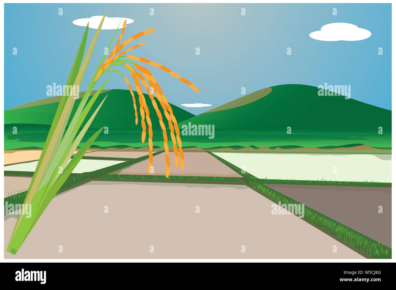 rice with paddy field vector design Stock Photo - Alamy
