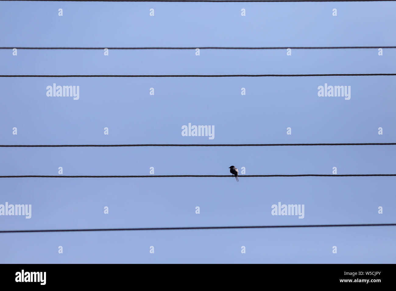 Lonely small bird on power cables Stock Photo