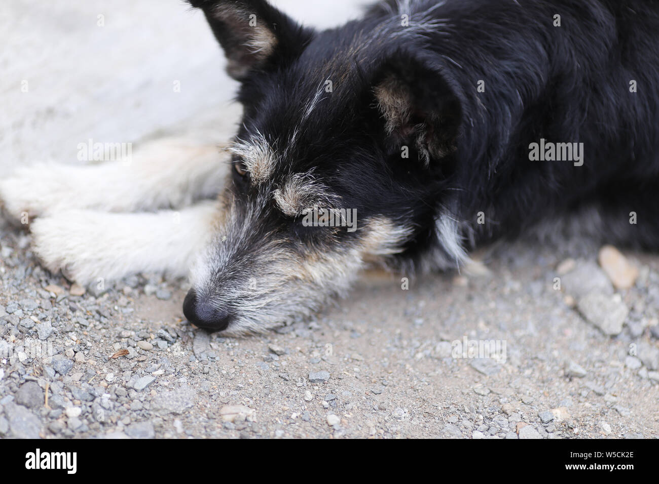 Old dog resting on the ground during a hot summer day Stock Photo