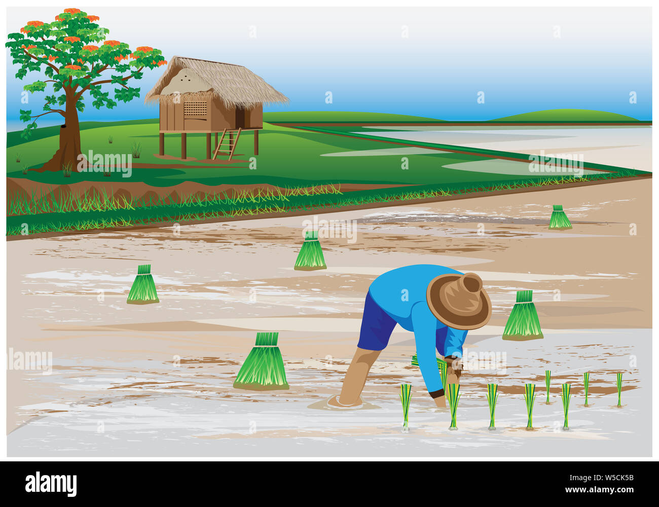 farmer transplant rice seeding in paddy field vector design Stock Photo ...