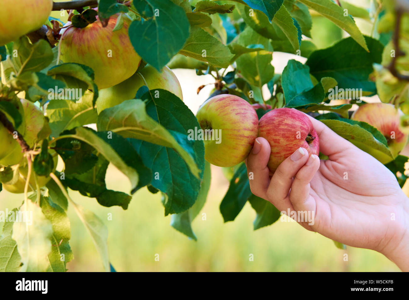 Hand of young woman holding red apple on tree among leaves. Harvesting autumn fruits. Stock Photo