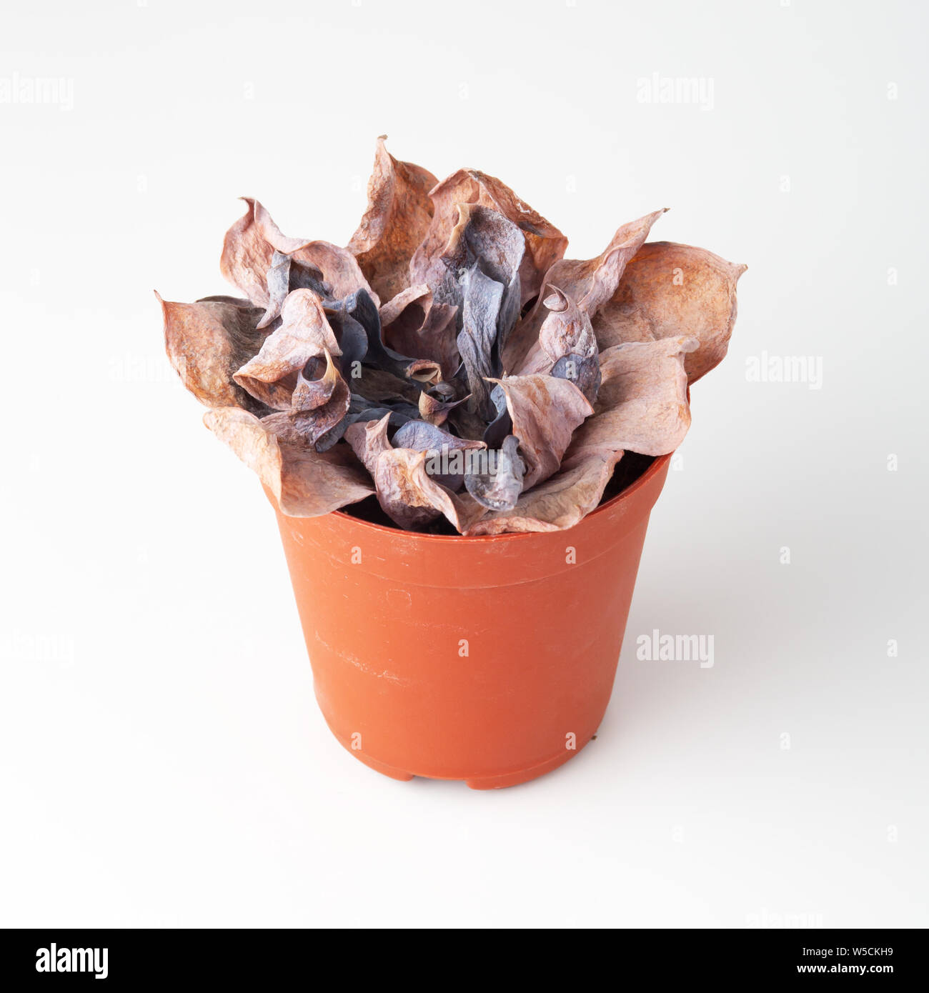 Dying plant in pot on white background Stock Photo Alamy
