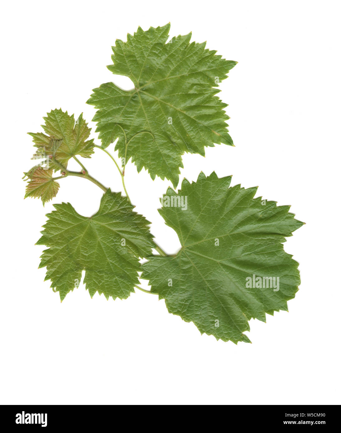 The Vine Leaves Stock Photo