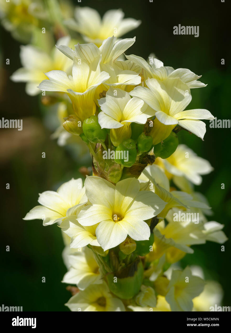 Pale Yellow-eyed Grass - Sisyrinchium striatum Stock Photo