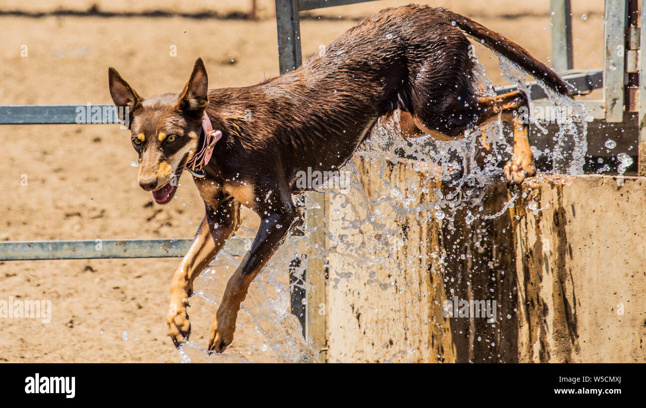 Australian Working Kelpie Stock Photo Alamy
