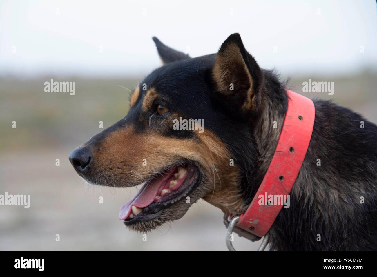 Australian Working Kelpie Stock Photo Alamy