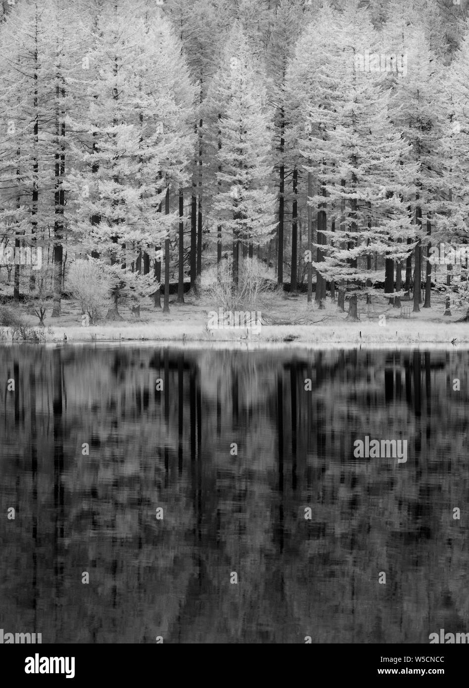 Infra Red Reflected Trees Stock Photo