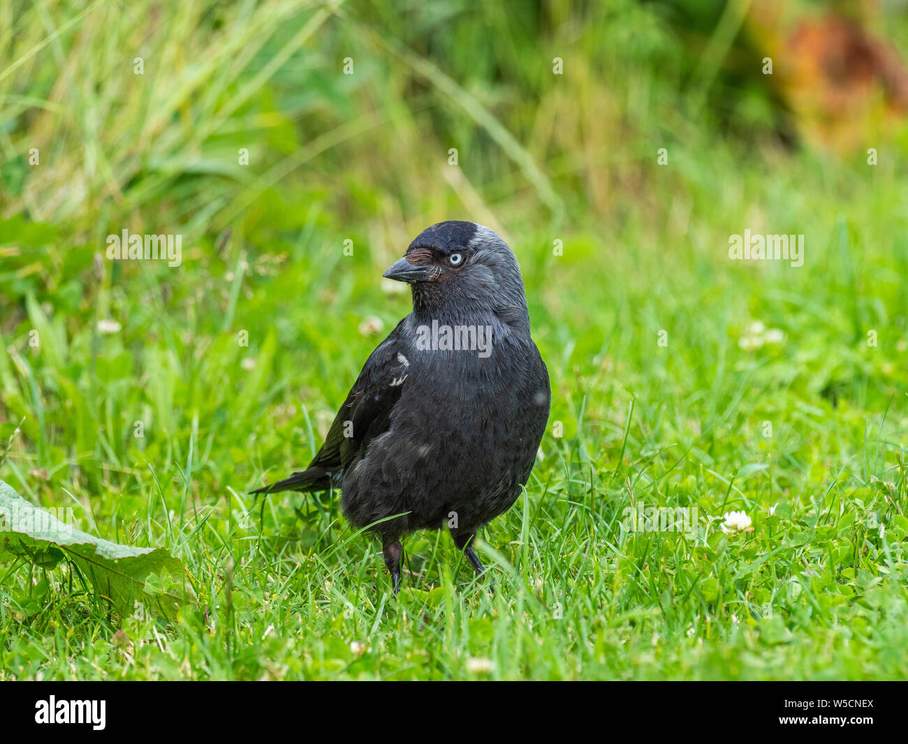 Jackdaw ( Corvus monedula ) standing on the grass Stock Photo