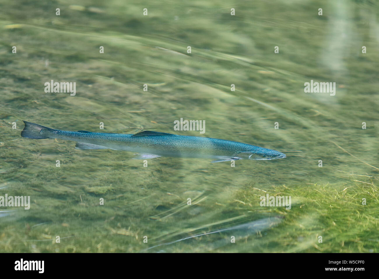 Blue Trout, (Oncorhynchus mykiss) the Blue trout is a rare but