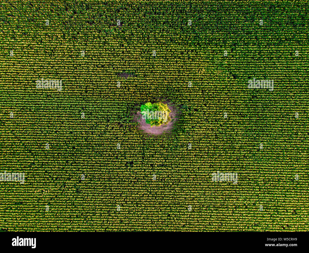 Aerial drone top view of cultivated green corn field with lonely tree ...