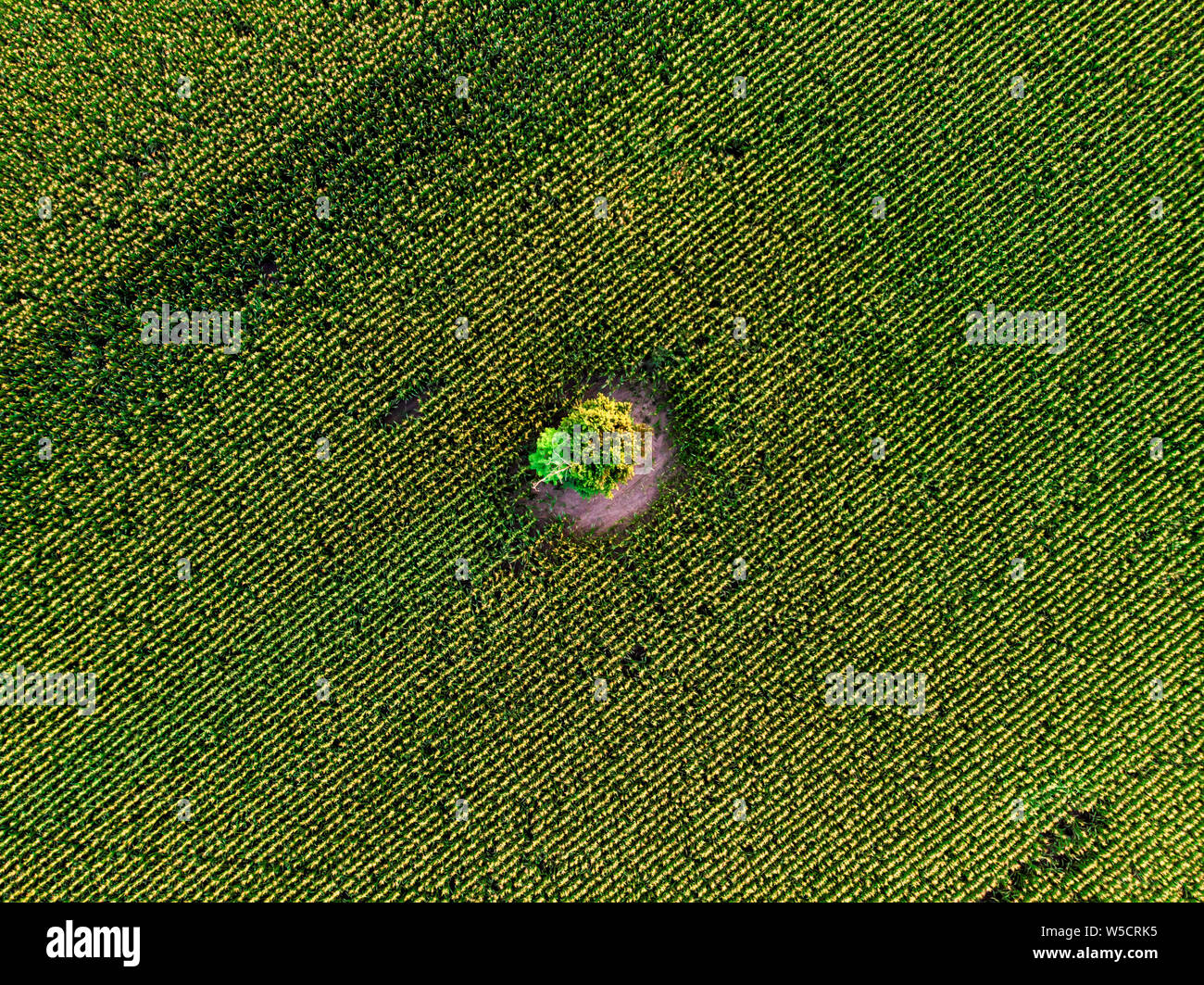 Aerial drone top view of cultivated green corn field with lonely tree ...