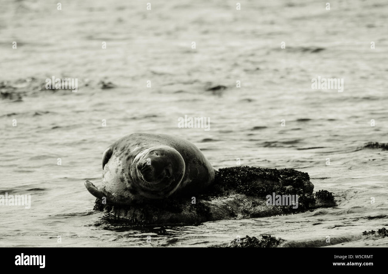 Grey seal, Farne Islands, Northumberland, England Stock Photo