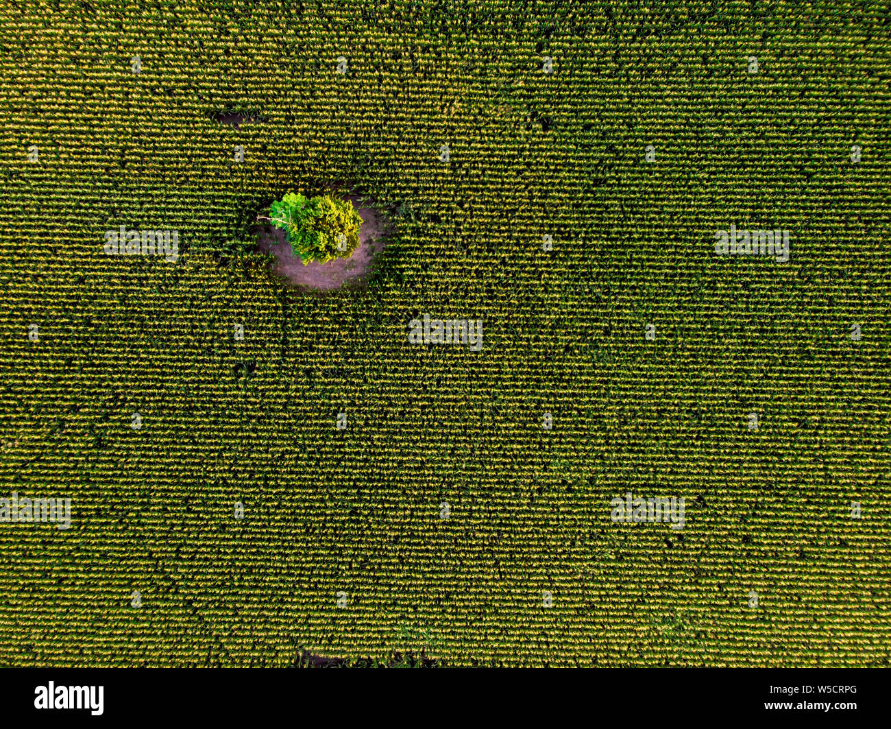 Drone view green cornfield hi-res stock photography and images - Alamy