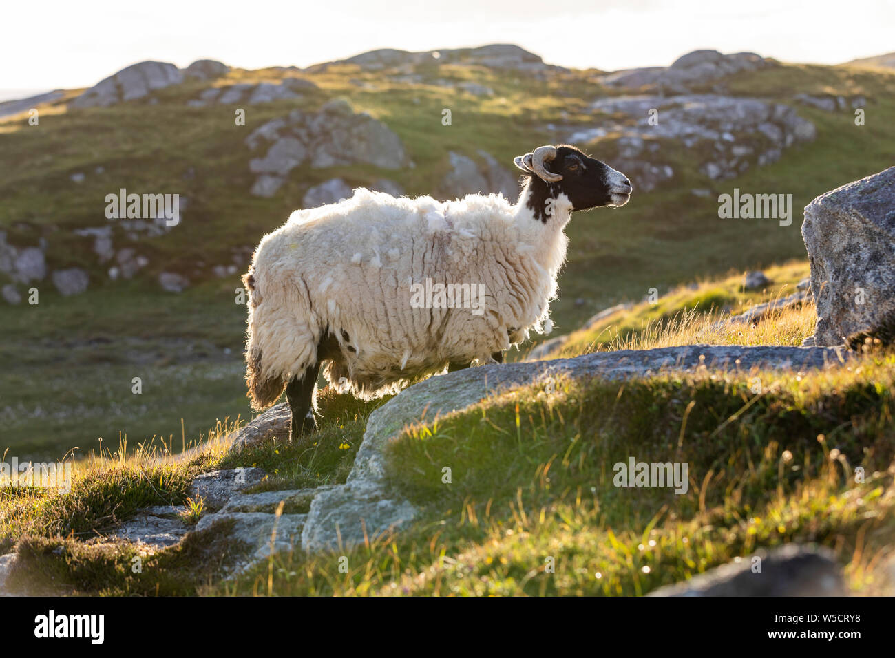 Black tweed hi-res stock photography and images - Alamy