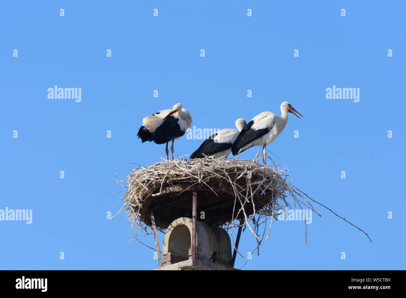 Rust: nest of white stork (Ciconia ciconia), juvenile storks waiting at nest, house roof, chimney in Neusiedler See (Lake Neusiedl), Burgenland, Austr Stock Photo