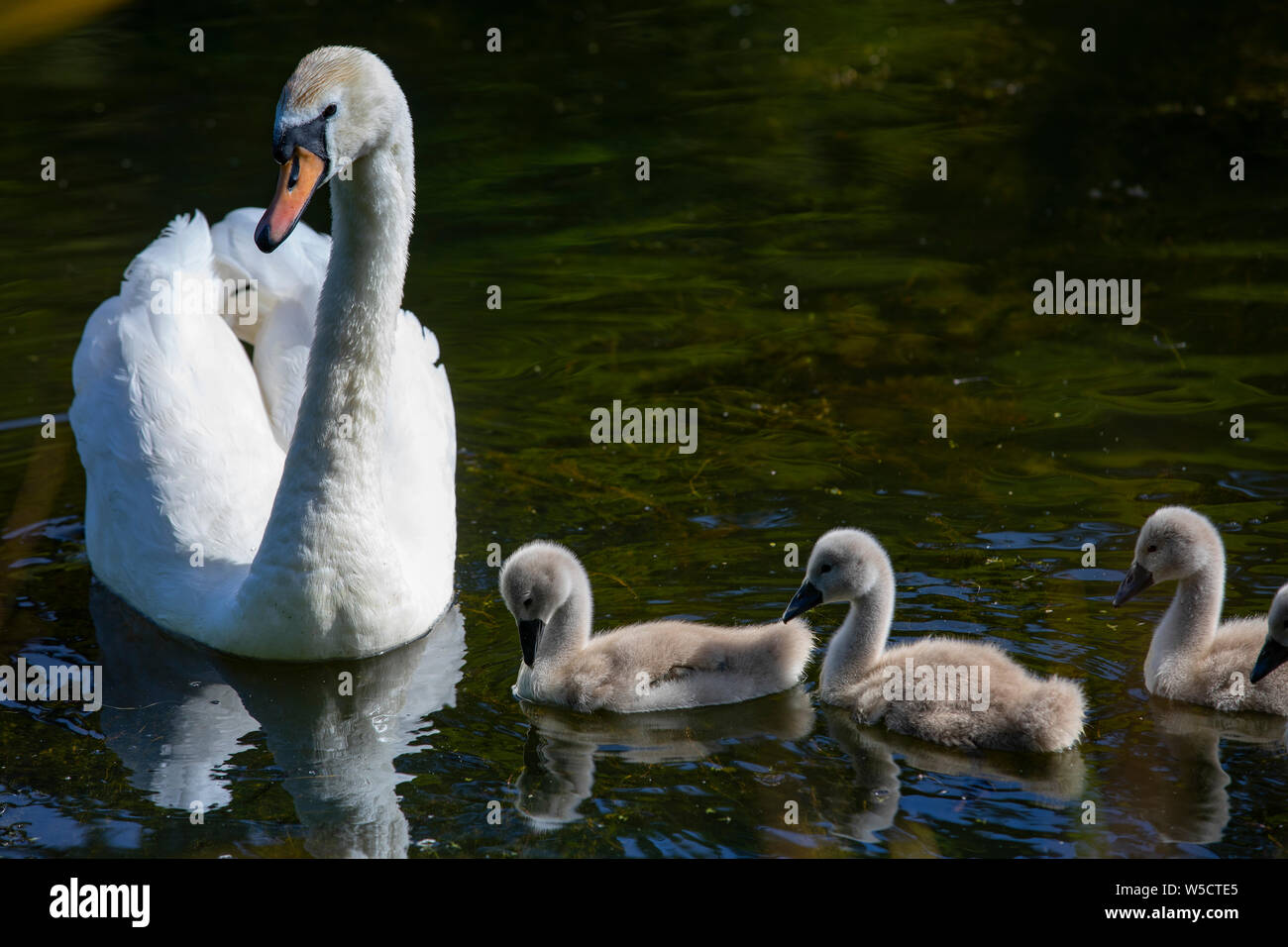 white swan with cygnets swims in dark water Stock Photo