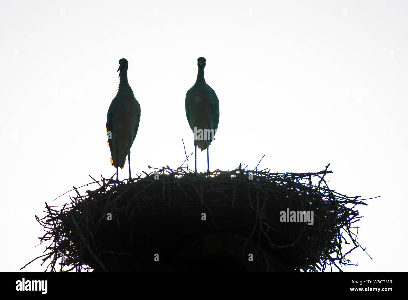Rust: nest of white stork (Ciconia ciconia), juvenile storks waiting at nest, house roof in Neusiedler See (Lake Neusiedl), Burgenland, Austria Stock Photo