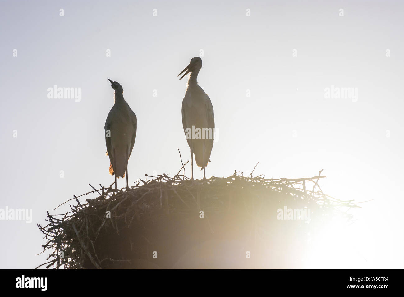 Rust: nest of white stork (Ciconia ciconia), juvenile storks waiting at nest, house roof in Neusiedler See (Lake Neusiedl), Burgenland, Austria Stock Photo