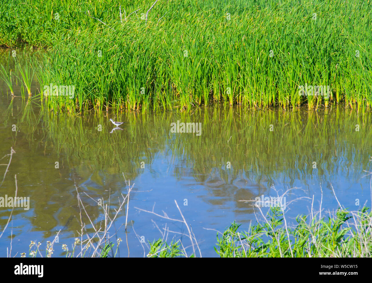 Lake shore and waterfowl. El Vicario reservoir, Ciudad Real, Castilla La Mancha, Spain. Stock Photo