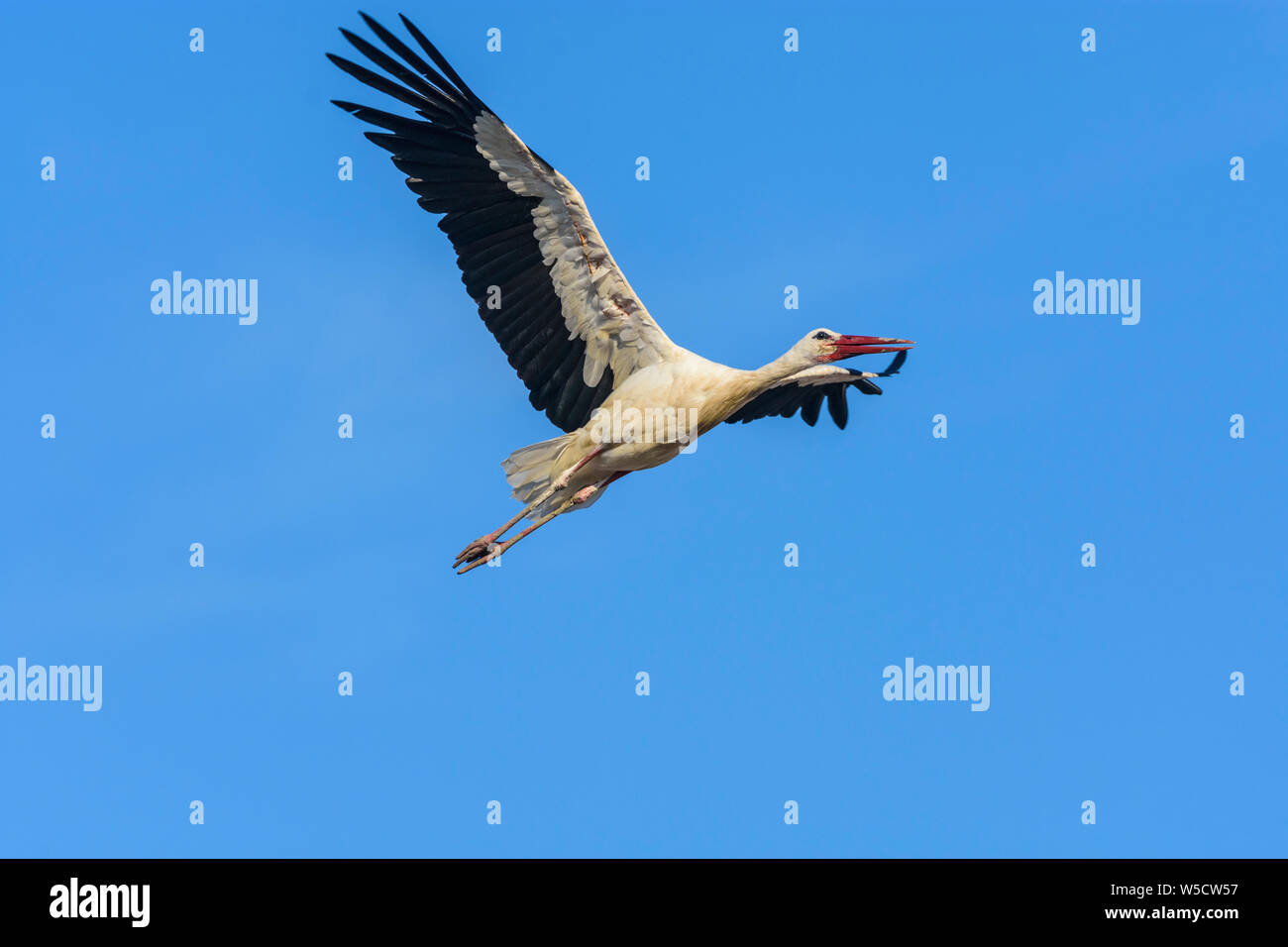Rust: flying white stork (Ciconia ciconia) in Neusiedler See (Lake Neusiedl), Burgenland, Austria Stock Photo