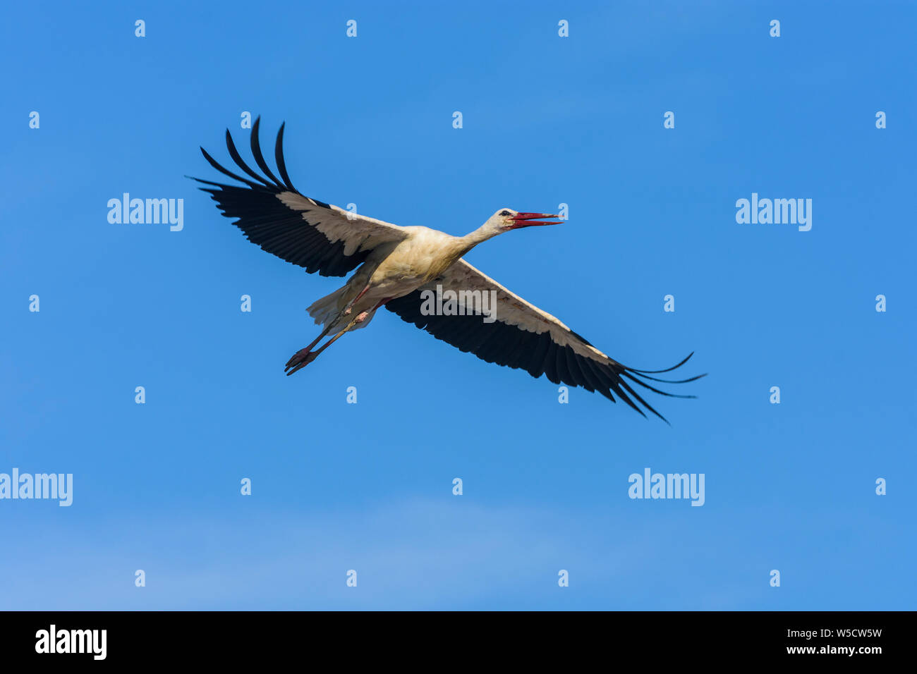Rust: flying white stork (Ciconia ciconia) in Neusiedler See (Lake Neusiedl), Burgenland, Austria Stock Photo